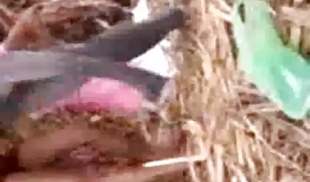স্বামী ও স্ত্রী জোর করে বাংলা চুদাচুদি