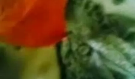 বাস্তব তরুণ Deeothroats oldman, জোর করে চুদা চুদি তারপর guzzles